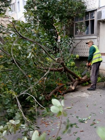 Новини Харкова: майже 100 повідомлень про повалені дерева